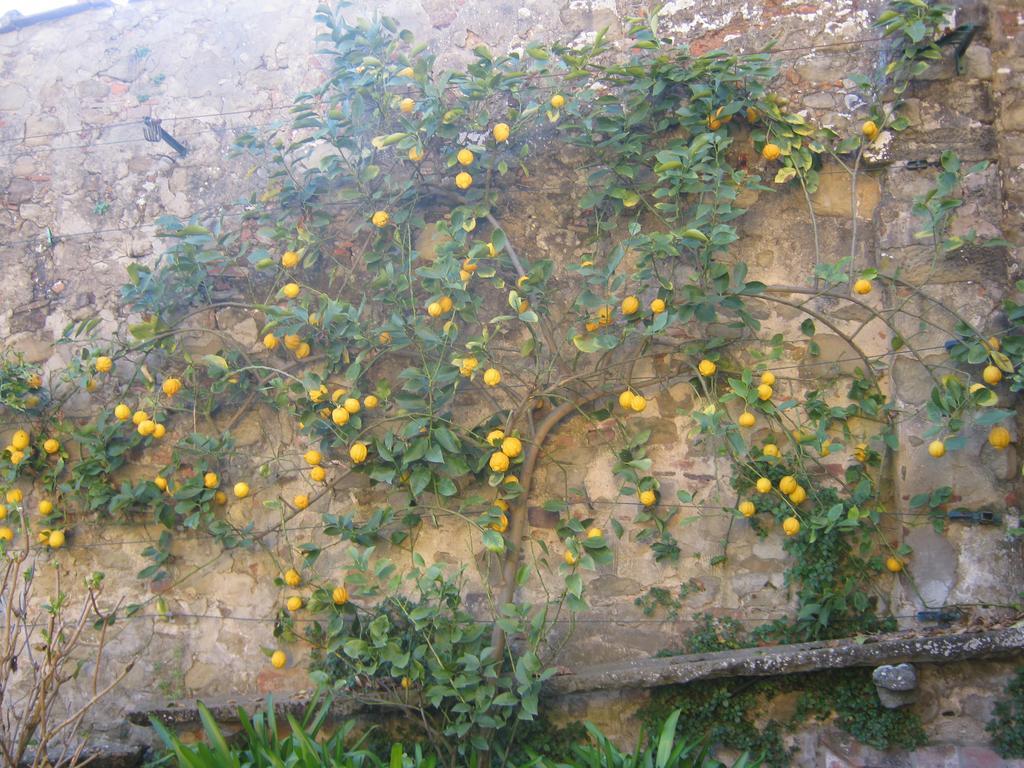 Holiday Home Il Borgo Degli Agrumi Uzzano Bagian luar foto
